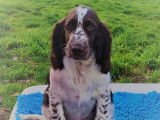 Chiots English Springer LOF à vendre