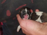 Disponibles le 25/10/2021, trois chiots mâles Shi Tzu, LOF : deux tricolore et un noir et blanc