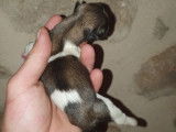 Disponibles le 25/10/2021, trois chiots mâles Shi Tzu, LOF : deux tricolore et un noir et blanc