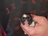 Disponibles le 25/10/2021, trois chiots mâles Shi Tzu, LOF : deux tricolore et un noir et blanc