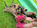 Chiots de race Berger Belge Malinois à vendre (5 femelles & 2 mâles)