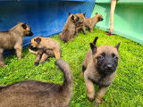 Chiots de race Berger Belge Malinois à vendre (5 femelles & 2 mâles)
