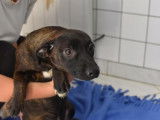 Chiot femelle d'apparence berger robe fauve cherche foyer