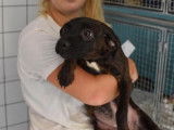 Chiot femelle d'apparence berger robe fauve cherche foyer