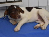 Jeune mâle croisé de type berger robe tricolore à adopter