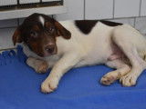 Jeune mâle croisé de type berger robe tricolore à adopter