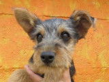 Chiot femelle croisée Yorkshire Terrier robe fauve 4 mois immédiatement adoptable