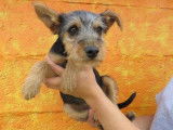 Chiot femelle croisée Yorkshire Terrier robe fauve 4 mois immédiatement adoptable