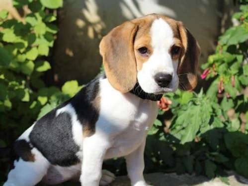 Chiot femelle d'apparence Beagle 3 mois robe tricolore cherche foyer