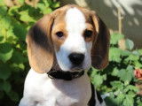 Chiot femelle d'apparence Beagle 3 mois robe tricolore cherche foyer