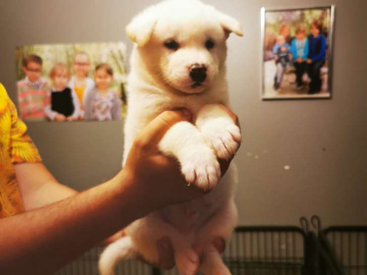 Chiots de race Akita Inu à vendre (2 femelles & 4 mâles)