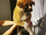 Chiots de race Akita Inu &agrave; vendre (2 femelles & 4 m&acirc;les)