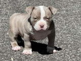 Chiots de race American Bully &agrave; vendre (1 femelle & 2 m&acirc;les)