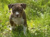 Chiots de race American Bully &agrave; vendre (1 femelle & 2 m&acirc;les)