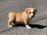 Chiots de race American Bully &agrave; vendre (1 femelle & 2 m&acirc;les)