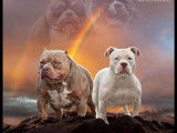 Chiots de race American Bully &agrave; vendre (1 femelle & 2 m&acirc;les)