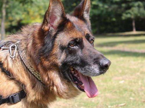 Femelle adulte d'apparence Berger Allemand 9 ans 1/2 robe fauve à adopter