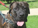 Mâle adulte de type Cane Corso robe chocolat 5 ans recherche famille