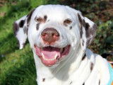 Mâle adulte de type Dalmatien robe bicolore âgé de 7 ans cherche foyer