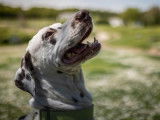 Mâle adulte de type Dalmatien robe bicolore âgé de 7 ans cherche foyer