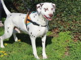 Mâle adulte de type Dalmatien robe bicolore âgé de 7 ans cherche foyer