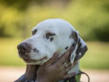 Mâle adulte de type Dalmatien robe bicolore âgé de 7 ans cherche foyer