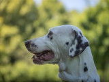 Mâle adulte de type Dalmatien robe bicolore âgé de 7 ans cherche foyer