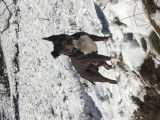American Staffordshire Terrier disponible pour saillie