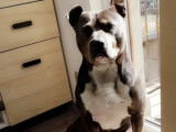 American Staffordshire Terrier disponible pour saillie
