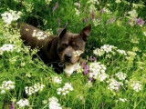 American Staffordshire Terrier disponible pour saillie
