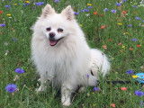 De type Spitz Allemand disponible pour saillie