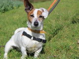 Mâle adulte 7 ans de type Jack Russel robe bicolore à adopter