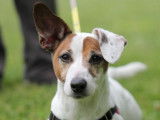Mâle adulte 7 ans de type Jack Russel robe bicolore à adopter