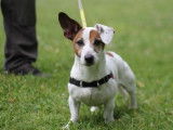 Mâle adulte 7 ans de type Jack Russel robe bicolore à adopter