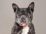 Mâle adulte de type Bouledogue Français 9 ans robe bicolore à adopter