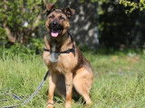 Mâle adulte croisé de type Berger Allemand robe fauve 3 ans à adopter