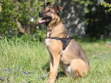 Mâle adulte croisé de type Berger Allemand robe fauve 3 ans à adopter