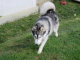 Jeune mâle 1 an de type Malamute d'Alaska robe bicolore à adopter