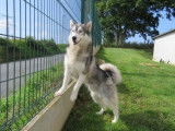 Jeune mâle 1 an de type Malamute d'Alaska robe bicolore à adopter