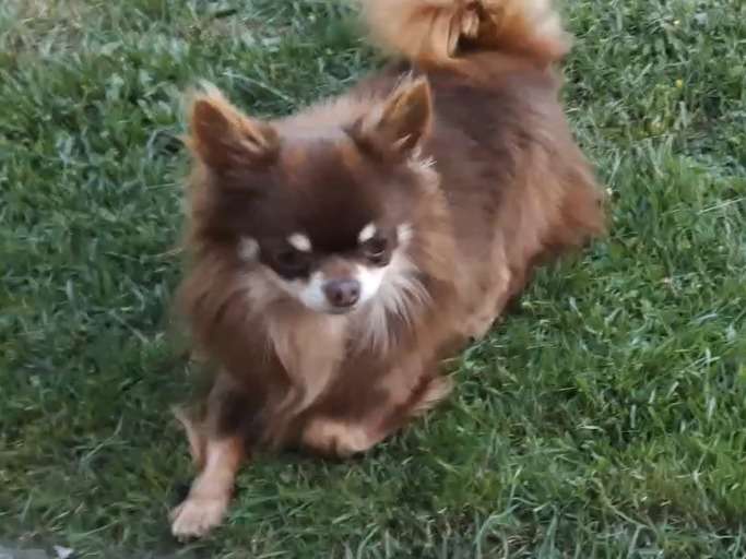 Chiot mâle Chihuahua à poil long à vendre