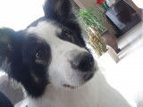 Gentil Border Collie cherche femelle pour saillie
