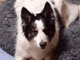 Gentil Border Collie cherche femelle pour saillie