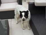 Gentil Border Collie cherche femelle pour saillie