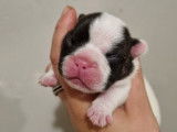 Charmants chiots Bouledogue français, LOF, disponibles le 10/10/2021 : une femelle et un mâle