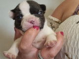 Charmants chiots Bouledogue français, LOF, disponibles le 10/10/2021 : une femelle et un mâle