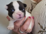 Charmants chiots Bouledogue français, LOF, disponibles le 10/10/2021 : une femelle et un mâle