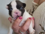 Charmants chiots Bouledogue français, LOF, disponibles le 10/10/2021 : une femelle et un mâle