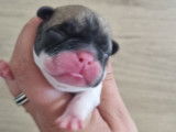 Charmants chiots Bouledogue français, LOF, disponibles le 10/10/2021 : une femelle et un mâle