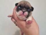 Charmants chiots Bouledogue français, LOF, disponibles le 10/10/2021 : une femelle et un mâle