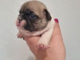 Charmants chiots Bouledogue français, LOF, disponibles le 10/10/2021 : une femelle et un mâle